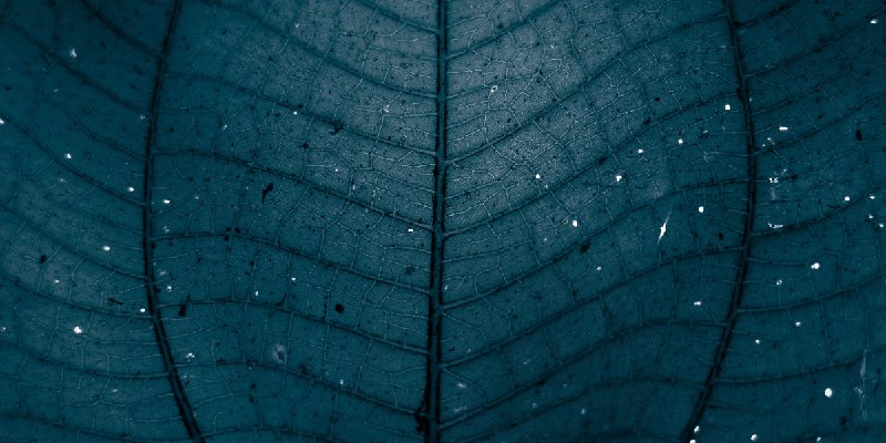 PSE September 2025 Newsletter | PSE